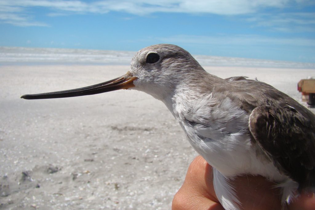 AUSTRALIEN – WIE ORIENTIEREN SICH ZUGVÖGEL? Foto von AUSTRALIEN – WIE ORIENTIEREN SICH ZUGVÖGEL?